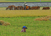poster panoramique rizière au vietnam